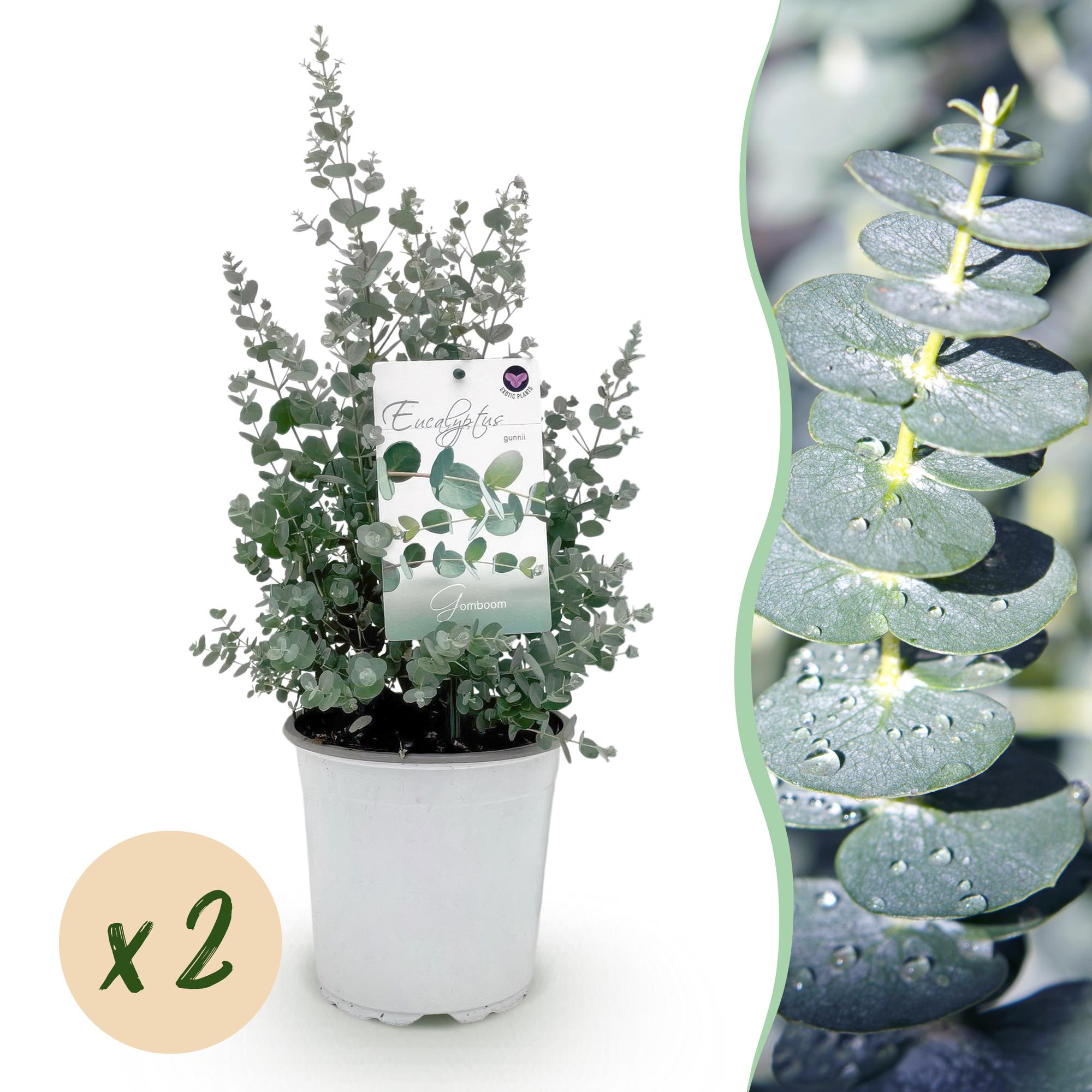 Terrasplant - Eucalyptus boom - Eucalyptus gunni  - Grijs - 2 Planten - Winterhard - Pot 17cm Hoogte 40cm
