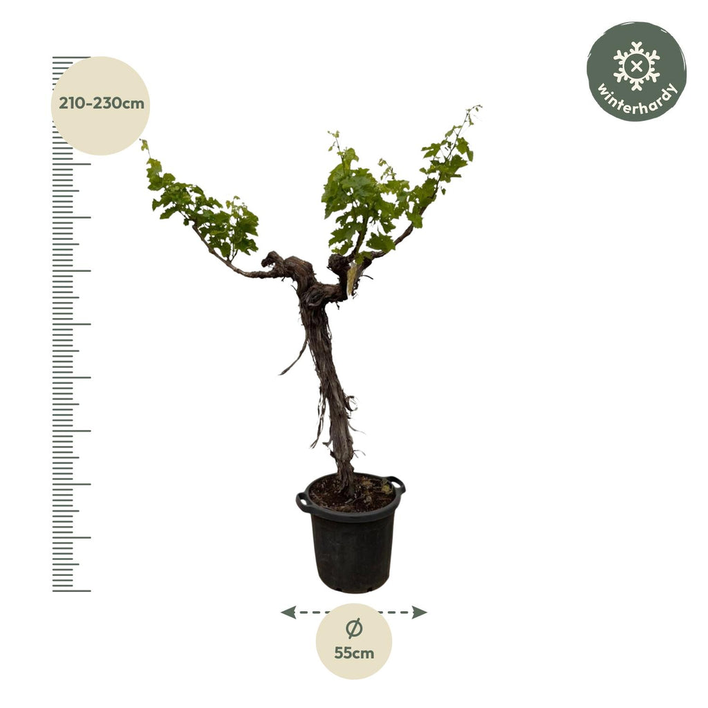 Druivenboom (Vitis Vinifera) stam vertakt - 200cm - ø35