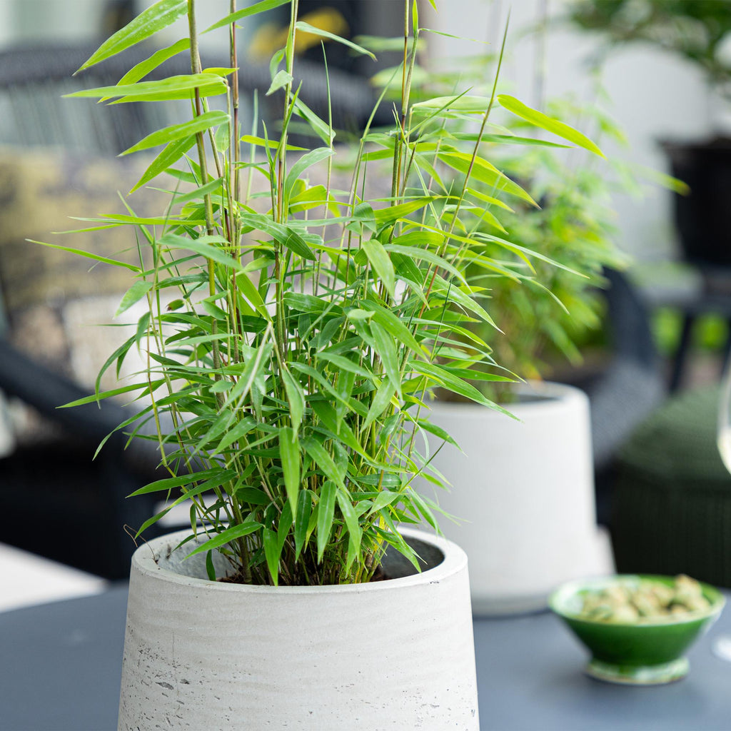 Bamboe - Fargesia Blue Dragon - Bladhoudend - Niet Woekerend - Groen - 6 Planten - Pot 14cm - Hoogte 35cm
