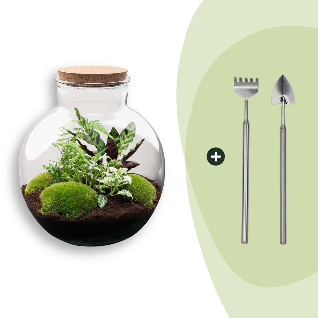 DIY Planten terrarium (met verlichting) - Bolder Bob - Ø 31 cm ↑ 30 cm - Rake + Shovel