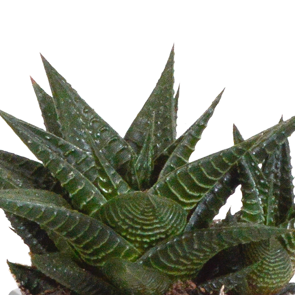 Gasteria/Haworthia mix 8,5cm - 3x - in terracotta pot