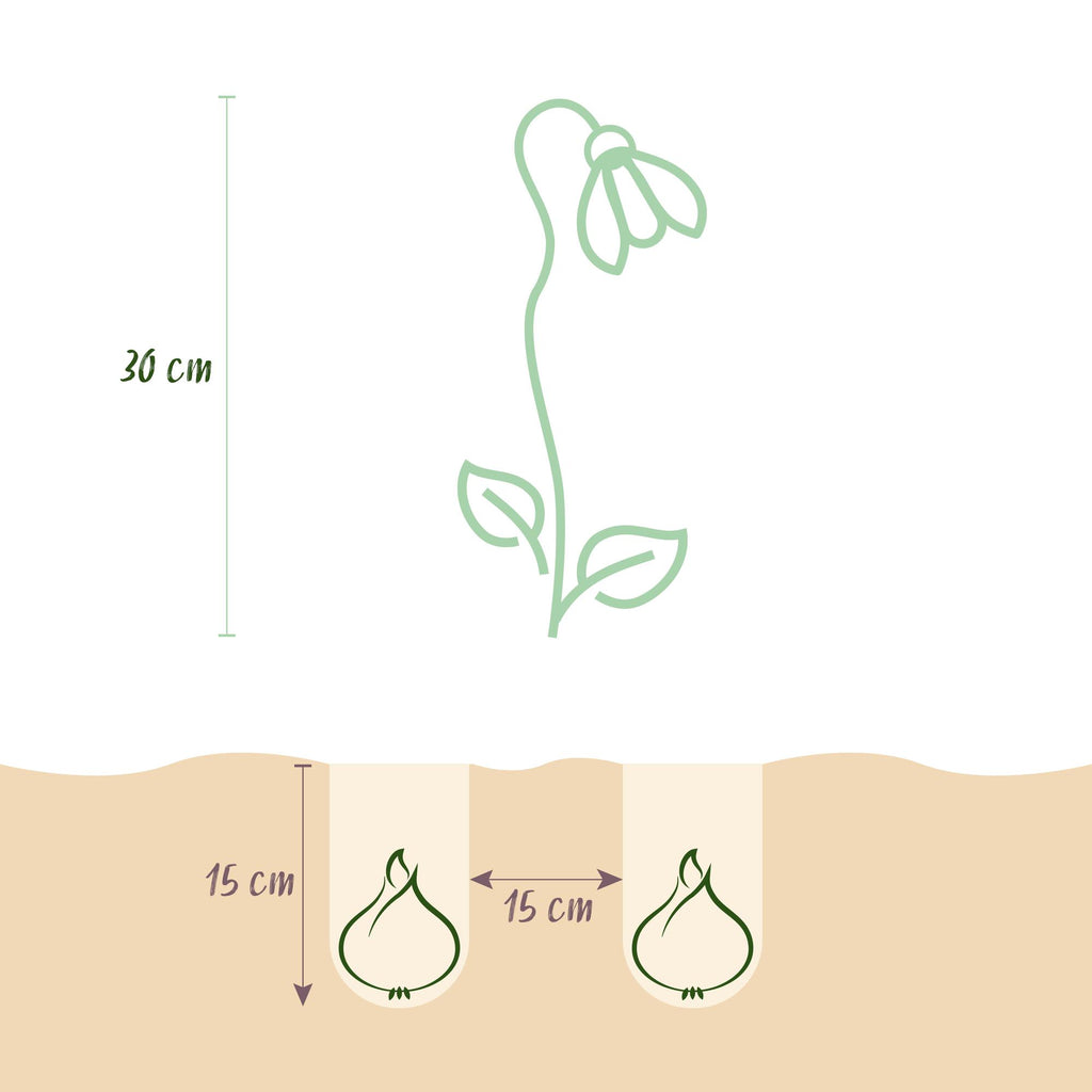 Bloembollen - Leucojum Aestivum - Kleur Wit - 20 stuks - Bolmaat 8/9 - XXL Pack