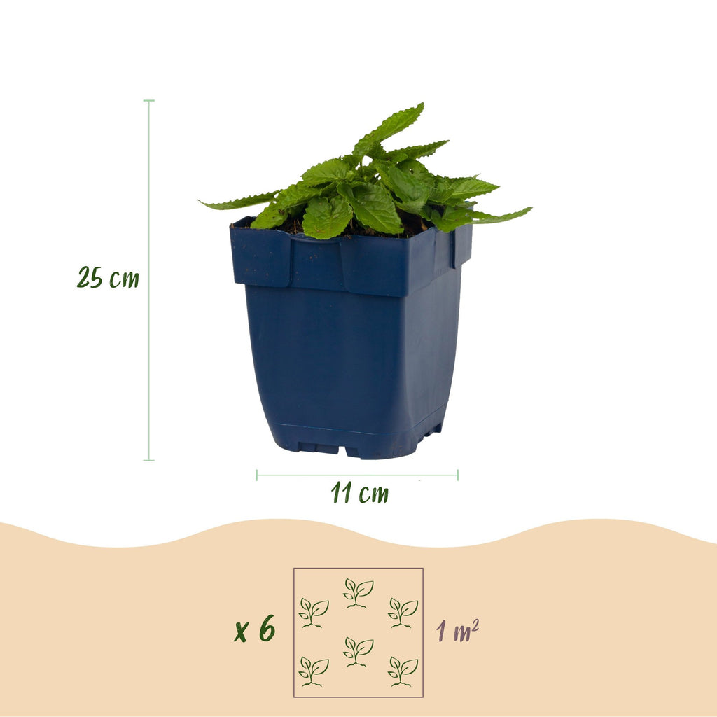 Vasteplant - Stachys Duo - Betonie - Bijen- en vlinderlokkers - Roze - Paars - Wit - 12 Planten - Pot 11cm - Hoogte 15-25cm
