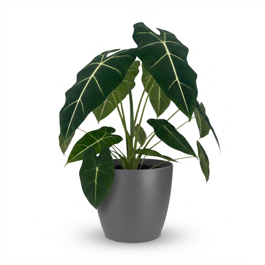 Kamerplant - Olifantsoor - Alocasia Frydek - Groen - Weinig onderhoud - 1 Plant - met Potter Grijs - Pot 19cm - Hoogte 60cm