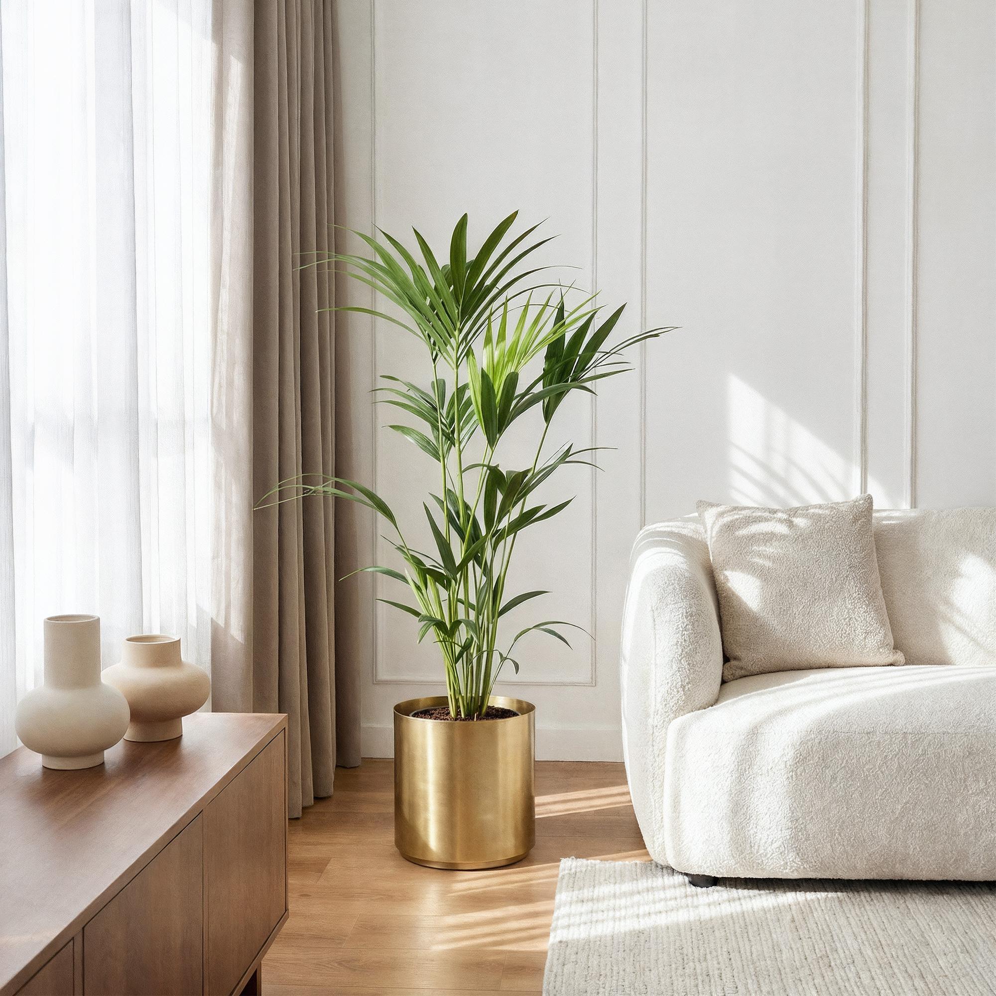 Kamerplant - Howea Forsteriana - Kentia Palm - Weinig Onderhoud - Groen - 2 planten - Pot 21cm - Hoogte 120-130cm