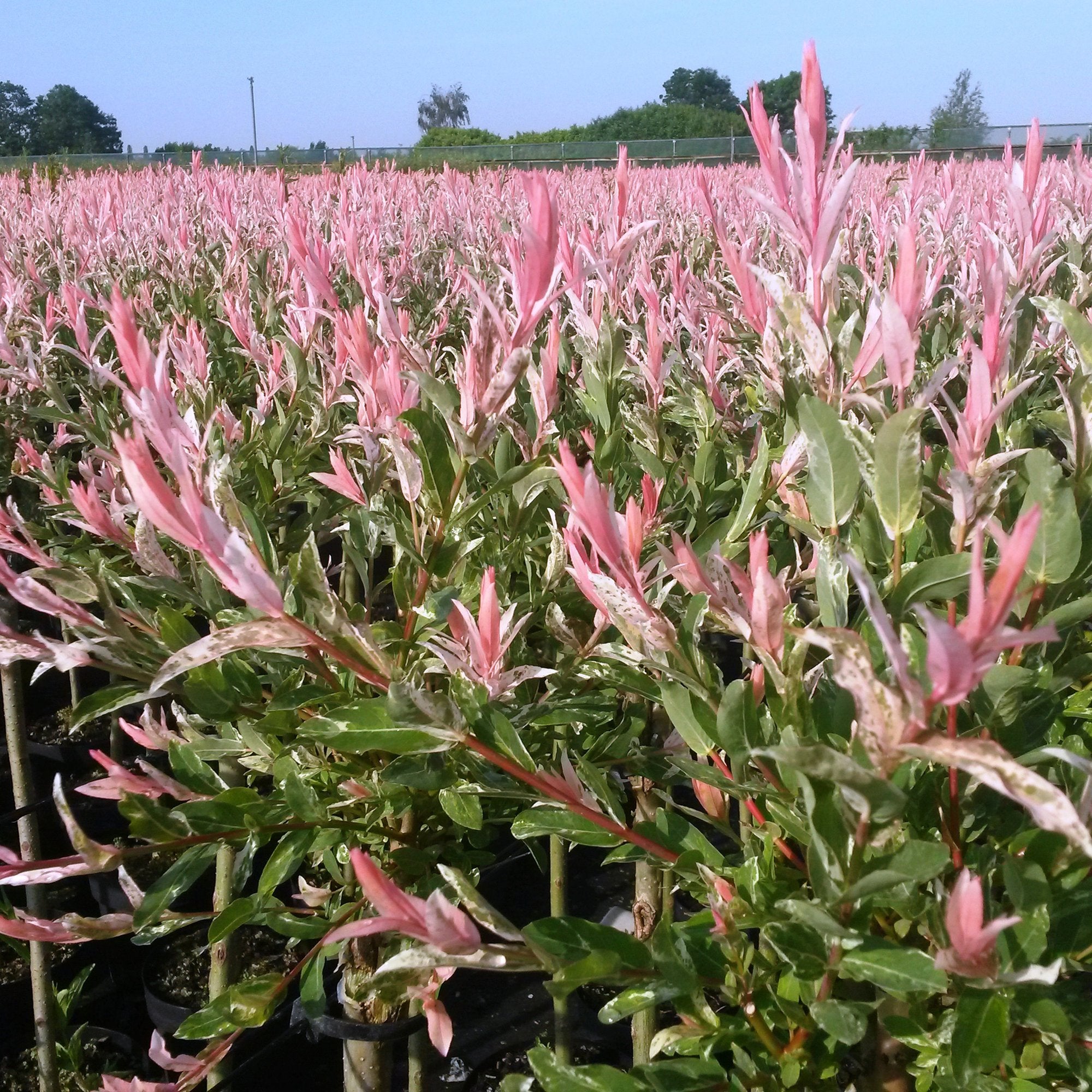 2x - Salix Flamingo - Ø19cm - ↕90-100cm