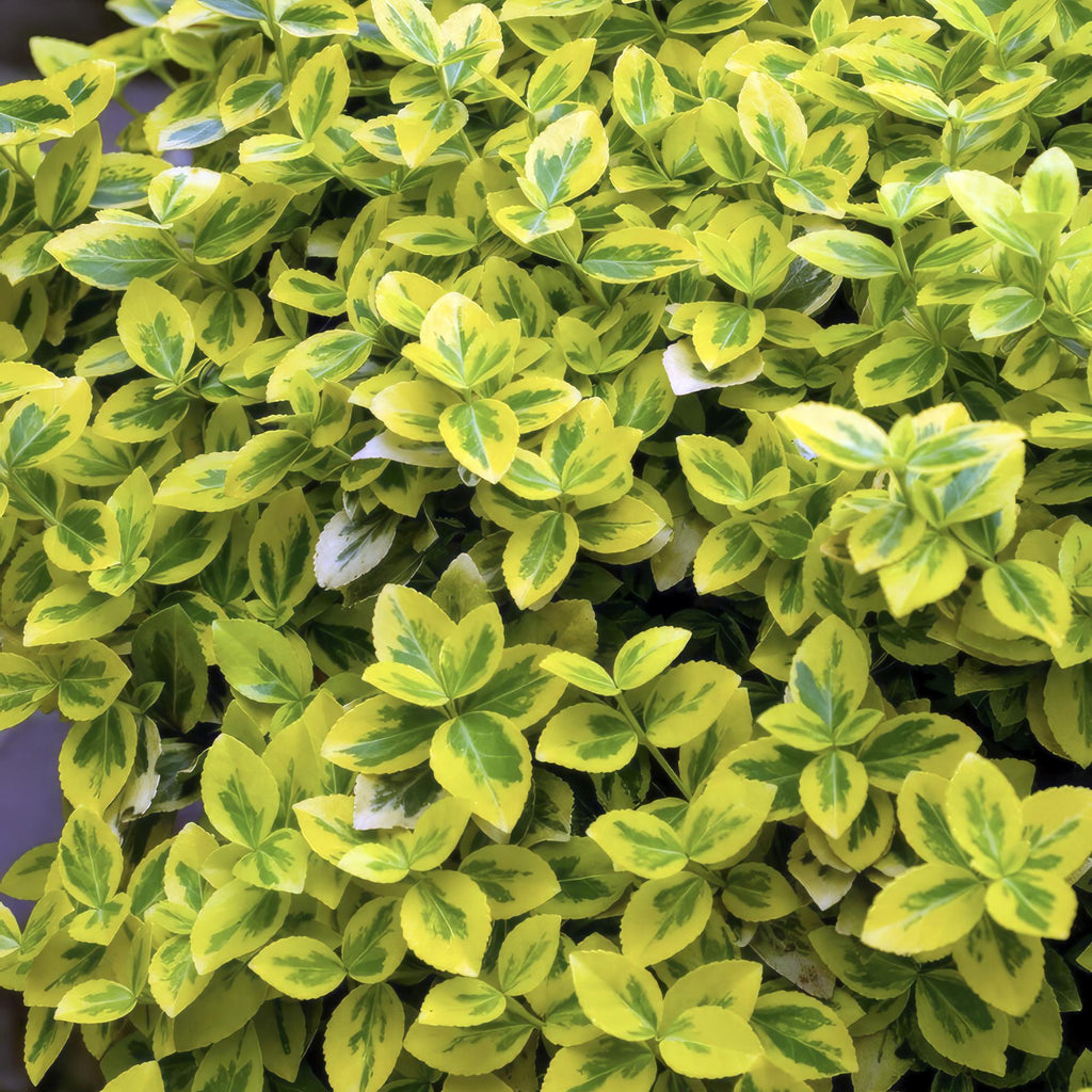 24x Euonymus fort. 'Emerald 'n Gold’ - ↕10-25cm - Ø9cm
