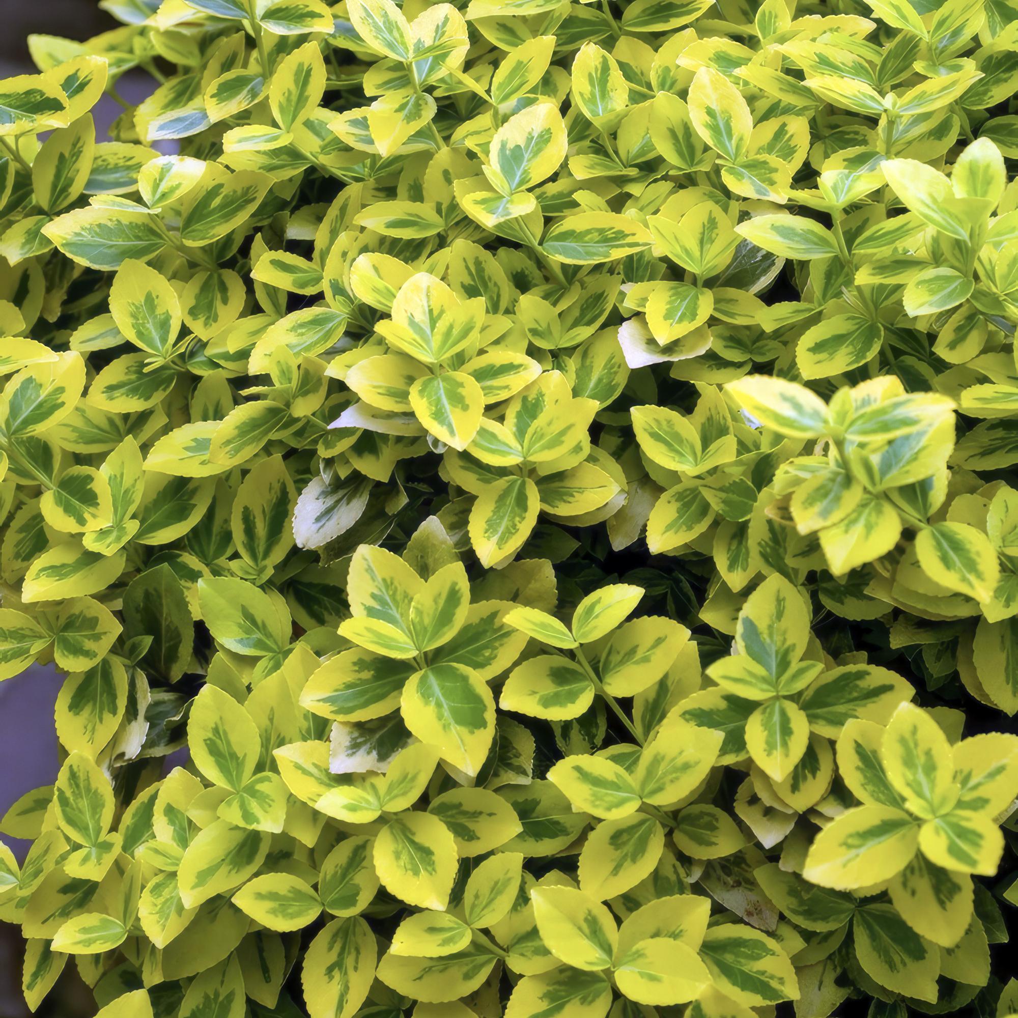 24x Euonymus fort. 'Emerald 'n Gold’ - ↕10-25cm - Ø9cm