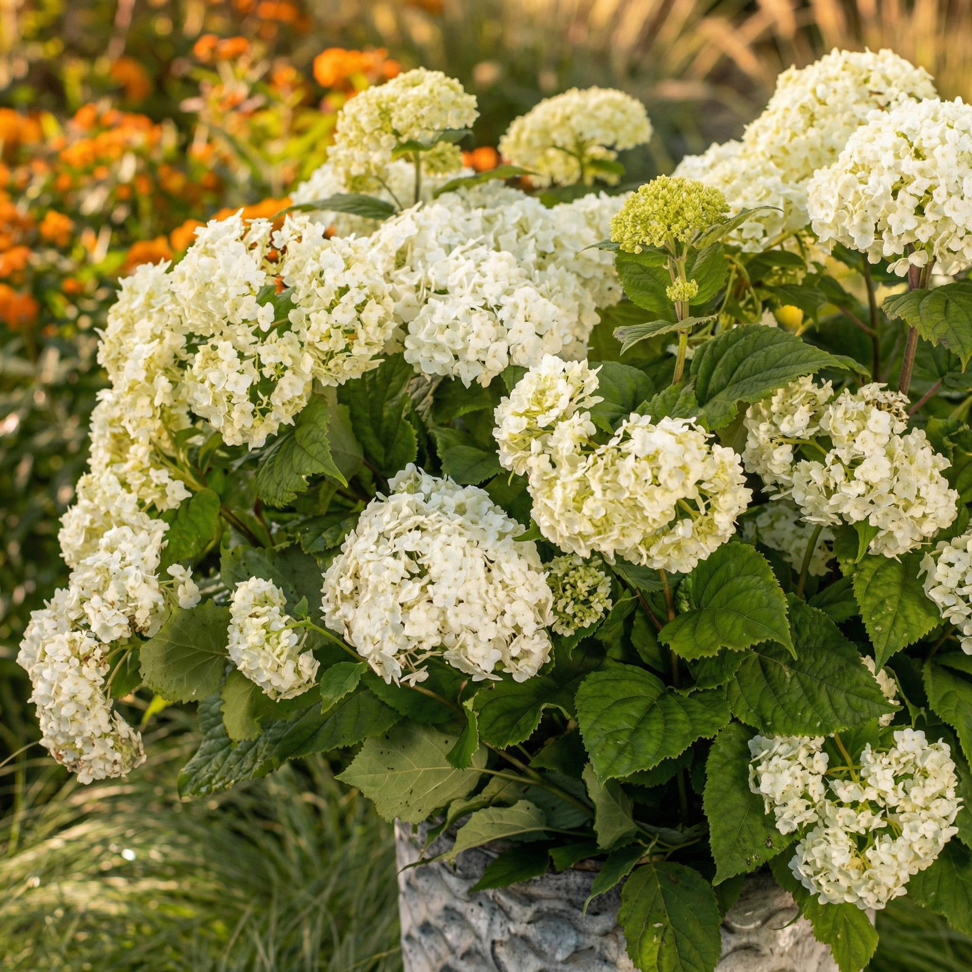 Tuinplant - Hydrangea arborescens FlowerWOW - Hortensia - Winterhard - Wit - 1 Plant - Pot 14cm - Hoogte Hoogte 20-30cm