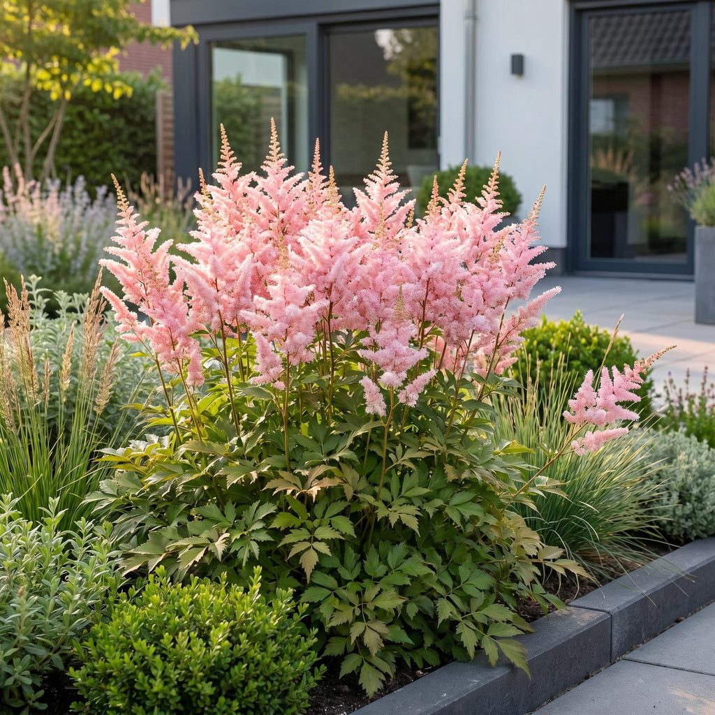 Vasteplant - Astilbe (J) Europa - Pluimspirea - Schaduw - Roze - 3 Planten - Pot 11cm - Hoogte 15-25cm