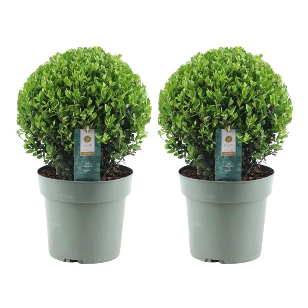 2x Ilex crenata 'Jenny' bol XL | set van 2 stuks | 19 cm Ø