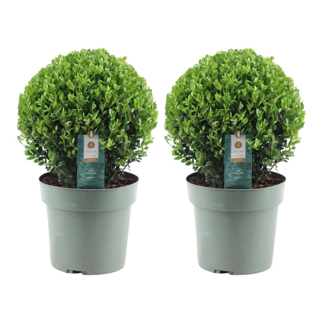 2x Ilex crenata 'Jenny' bol XL | set van 2 stuks | 19 cm Ø