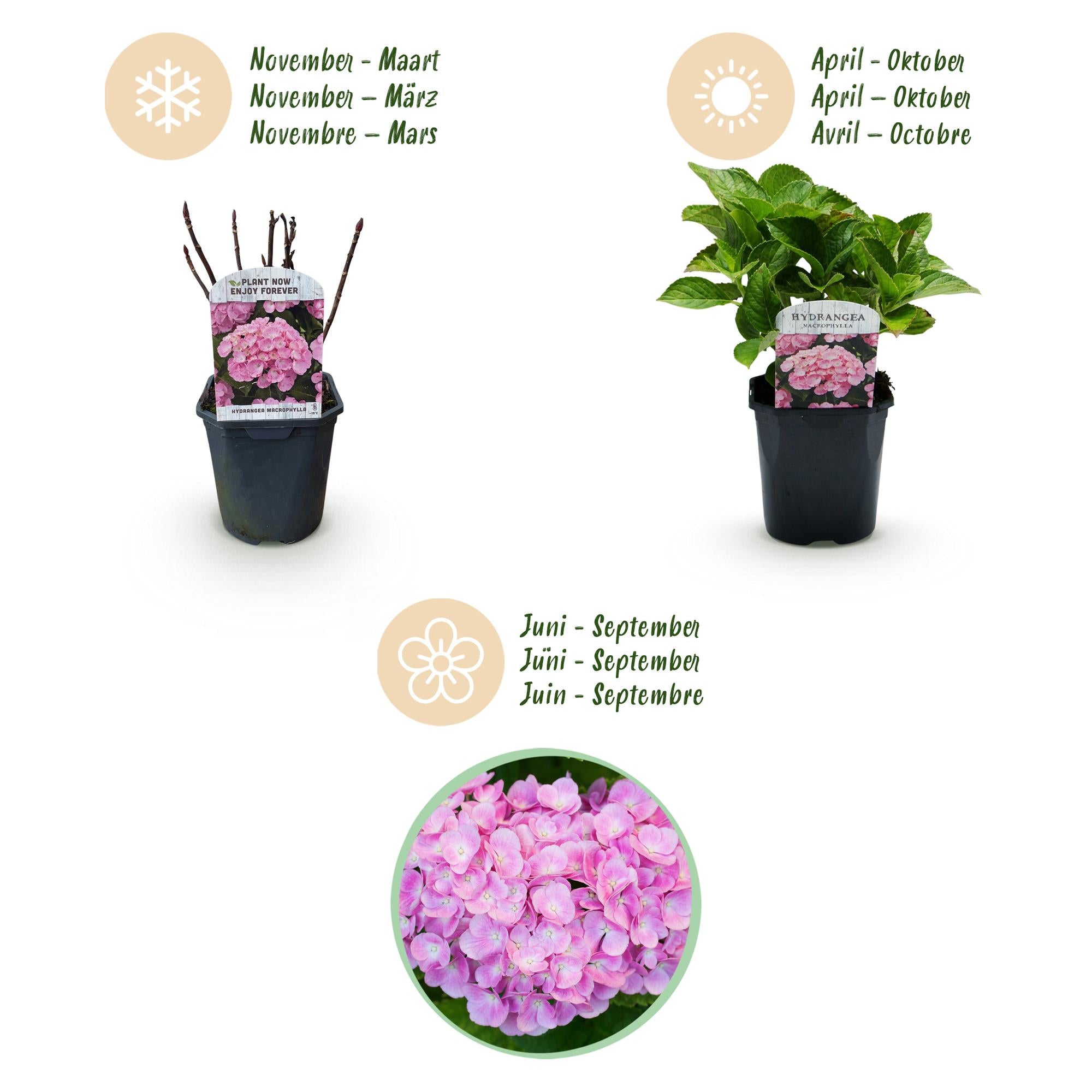 Hortensia - Hydrangea macrophylla Pink - Bloem Roze - 1 Plant -  Bladverliezend - Weinig Onderhoud - Pot 17cm Hoogte 30cm