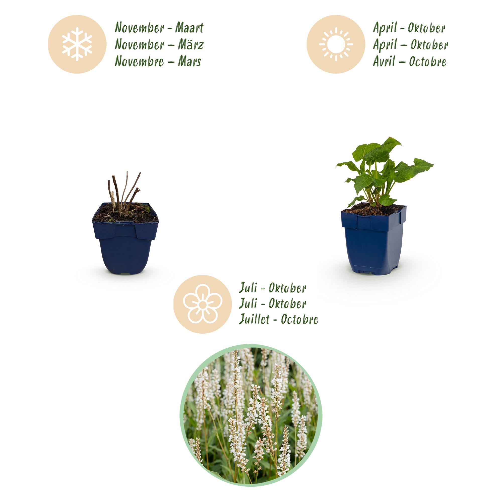 Vasteplant - Persicaria ampl. Alba - Duizendknoop - Schaduw - Wit - 3 Planten - Pot 11cm - Hoogte 15-25cm