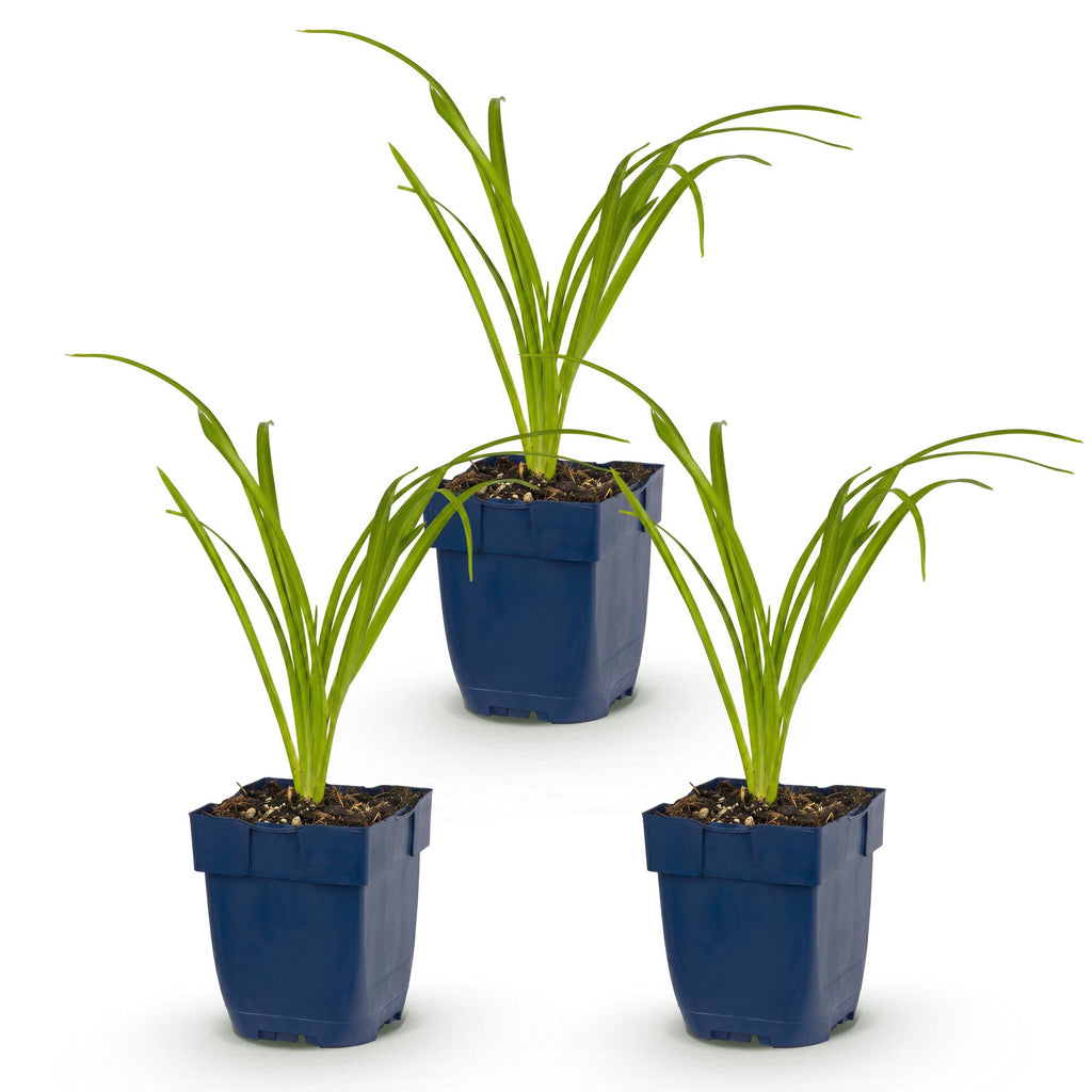 Vasteplant - Hemerocallis Arctic Snow - Daglelie - Bijen en Vlinderlokkers - Creme - 3 Planten - Pot 11cm - Hoogte 15-25cm