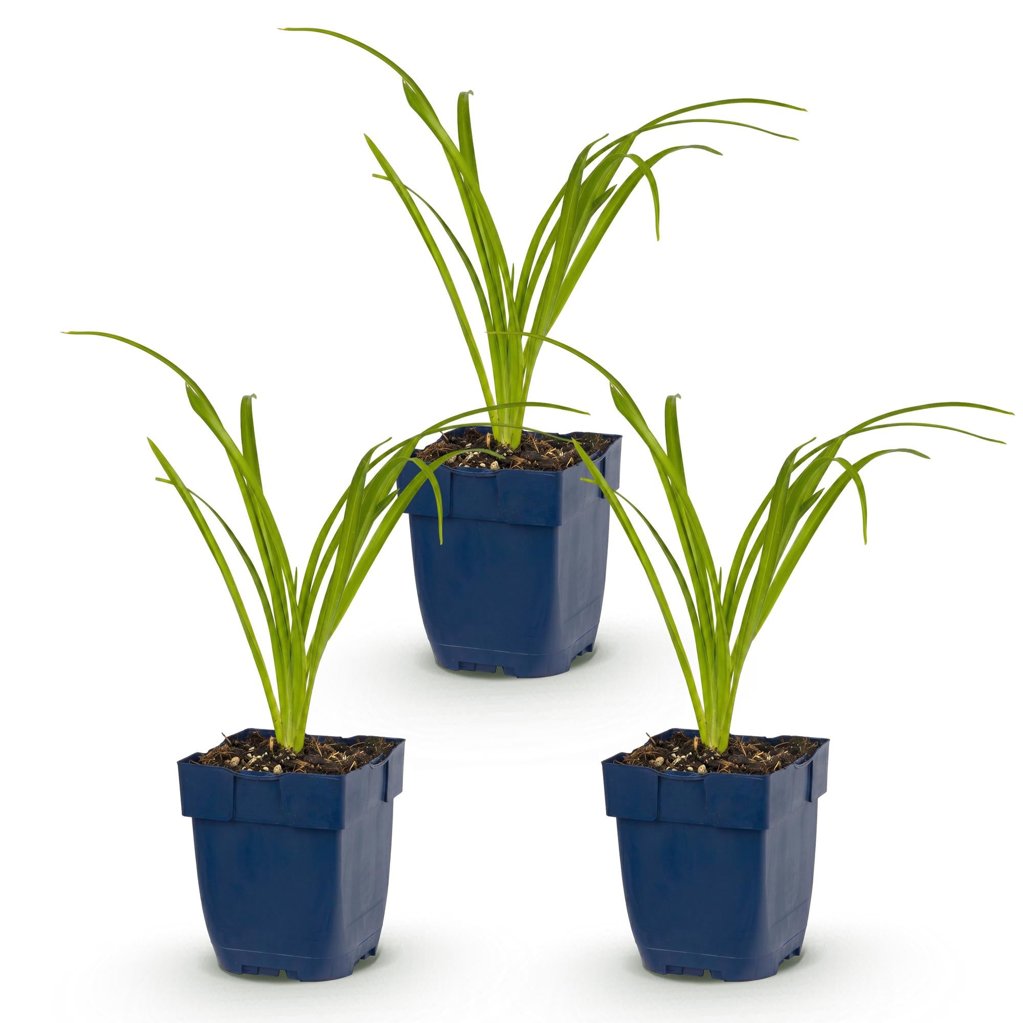 Vasteplant - Hemerocallis Arctic Snow - Daglelie - Bijen en Vlinderlokkers - Creme - 3 Planten - Pot 11cm - Hoogte 15-25cm