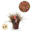 Siergrassen - Uncinia rubra Everflame  - Rood - 4 Planten - Bladhoudend - Weinig Onderhoud - Pot 17cm Hoogte 50cm