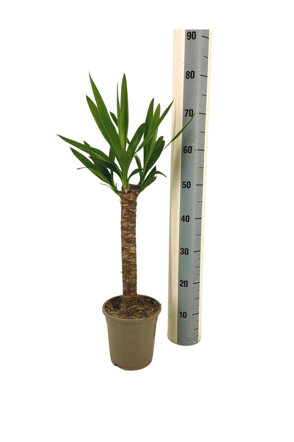 Yucca Elephantipes Ø17cm - ↕60 - 80cm