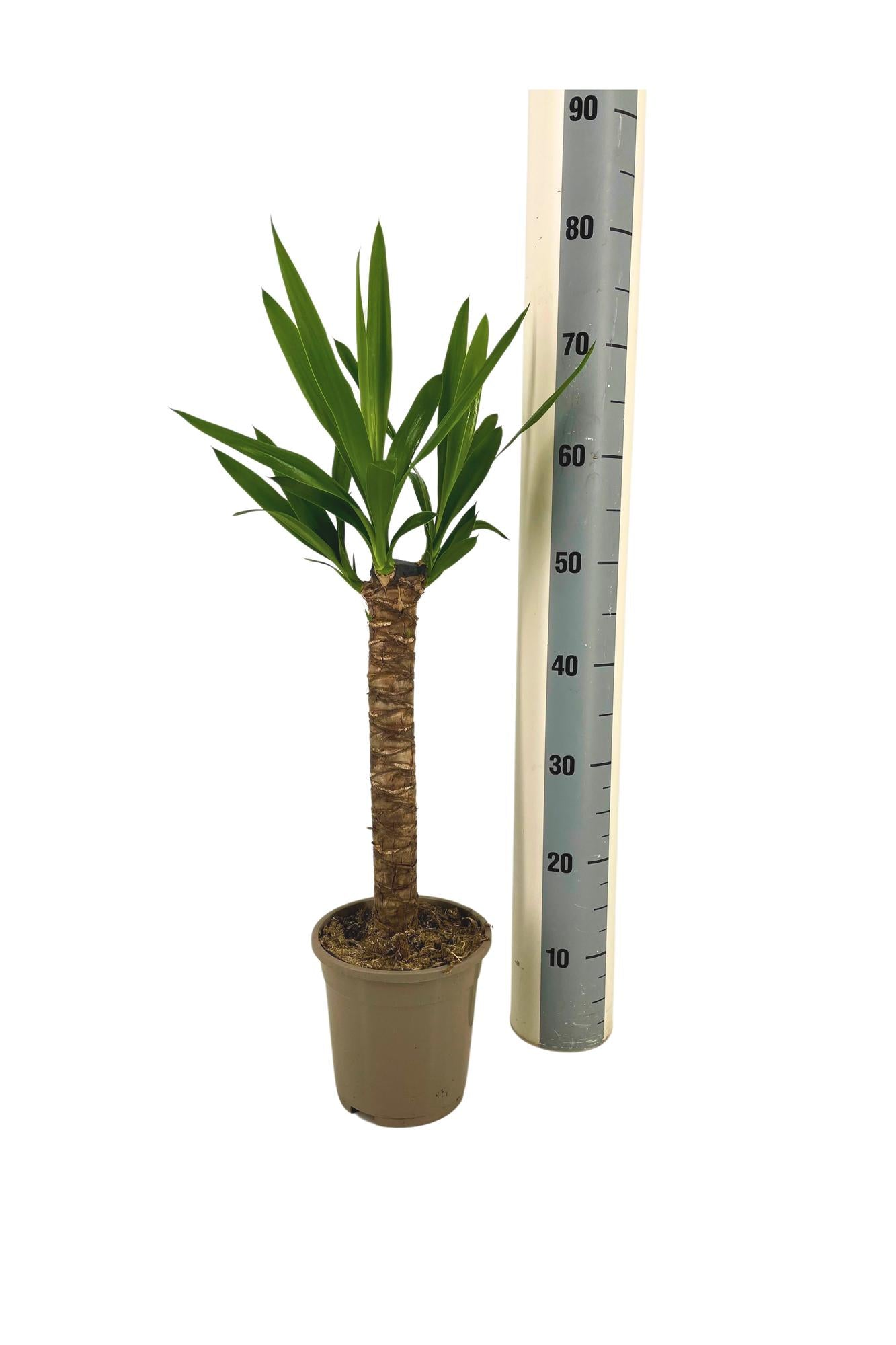 Yucca Elephantipes Ø17cm - ↕60 - 80cm