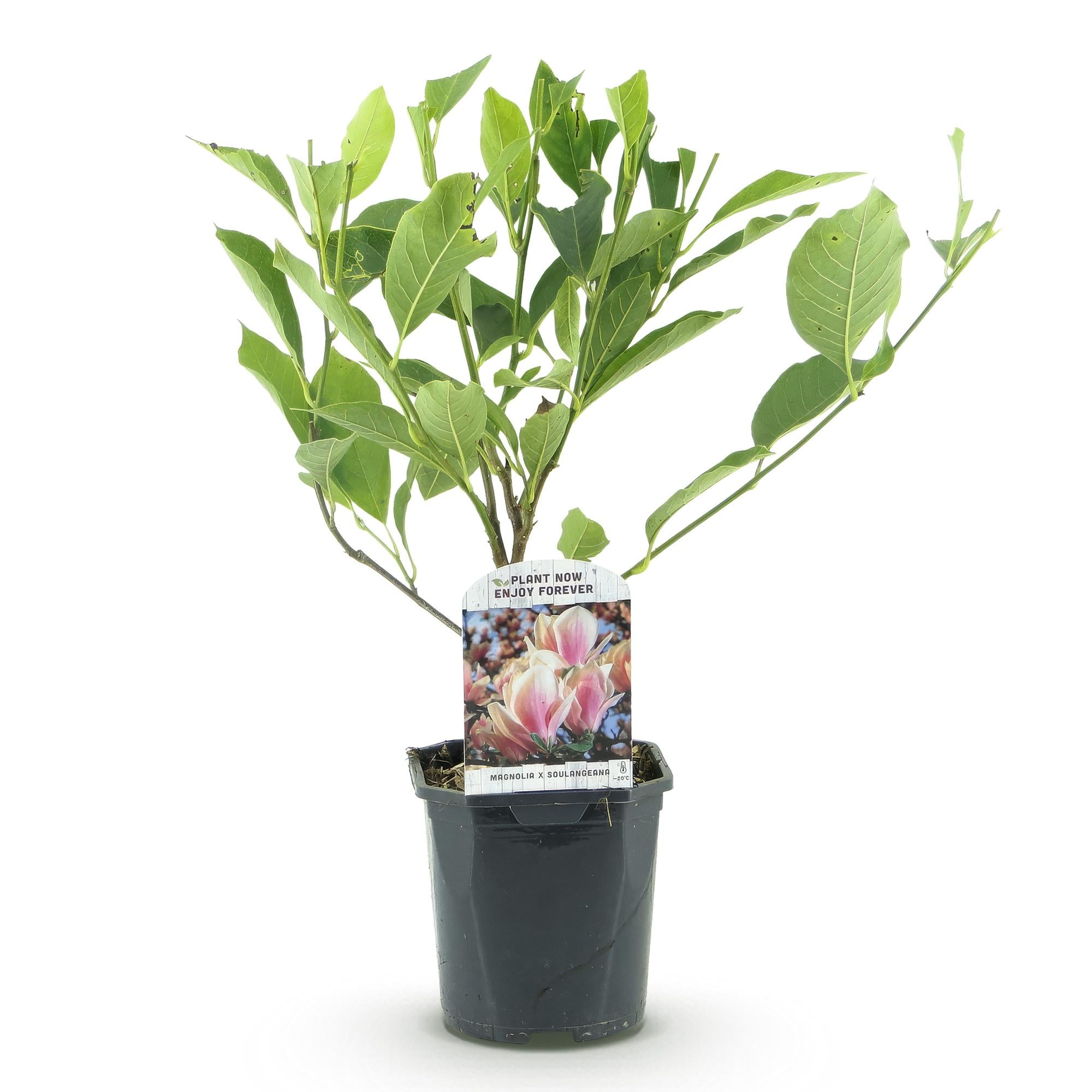 Heesters -  Magnolia Soulangiana  - Bloemen Licht Roze - 1 Plant - Bladverliezend - Weinig Onderhoud - Pot 17cm Hoogte 45cm