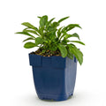 Vasteplant - Campanula persicifolia - Perzikbladklokje - Bijen en Vlinderlokkers - Blauw - 1 Plant - Pot 11cm - Hoogte 15-25cm