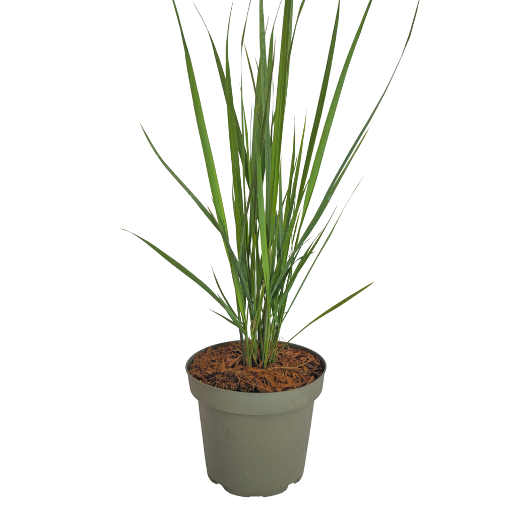 6x Panicum virgatum ‘Northwind’ – Sterk opgaand siergras met strakke groeivorm | Potmaat 12 cm