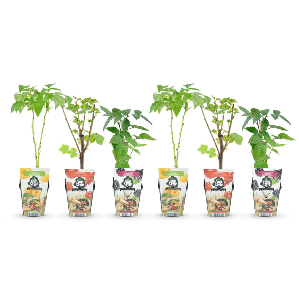 Fruitplanten - Tricolour - Rode Bes - Gele Framboos - Zwarte Braam  - Winterhard - 6 Planten - Pot  9cm