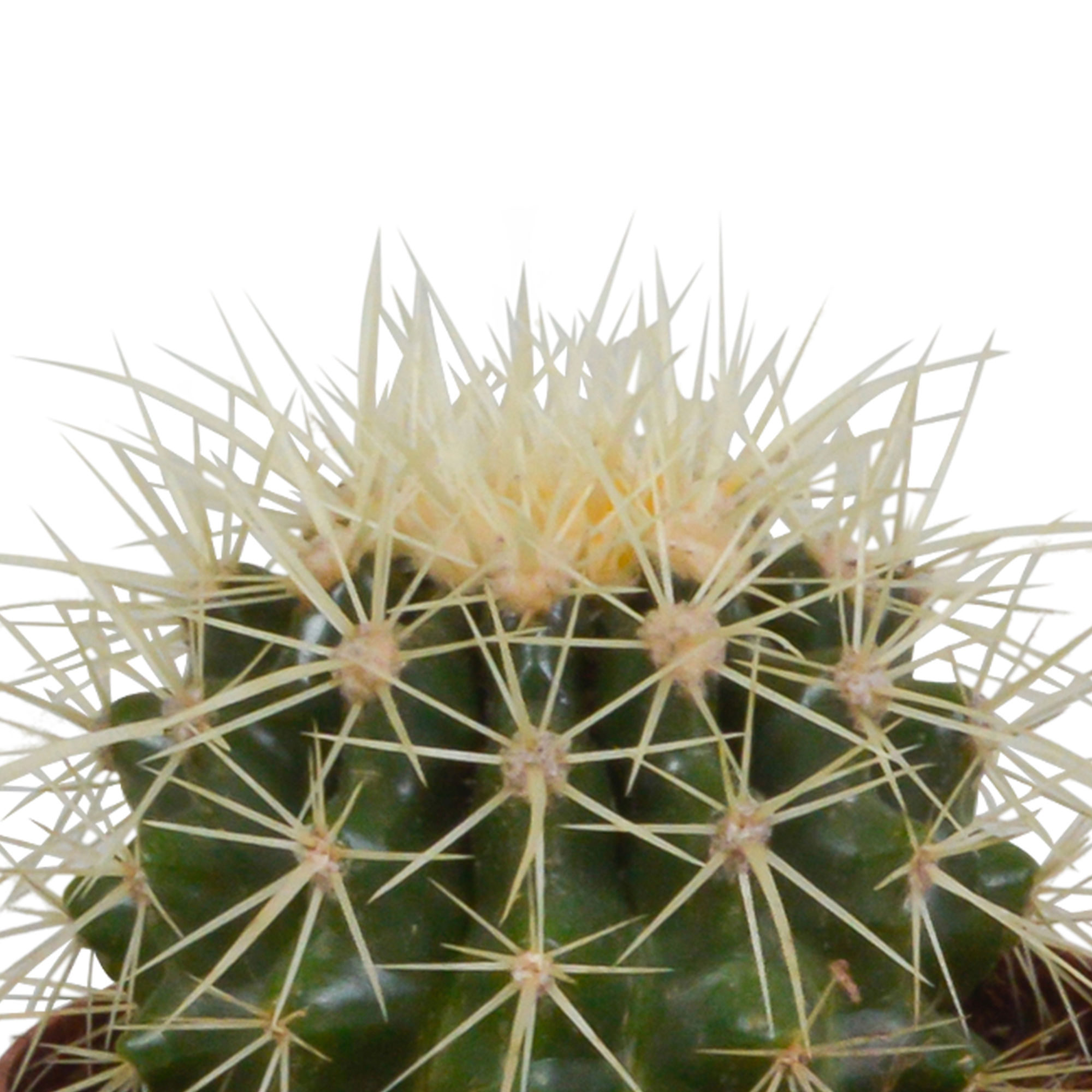 Cactus mix 8.5 cm - 3x - in witte pot