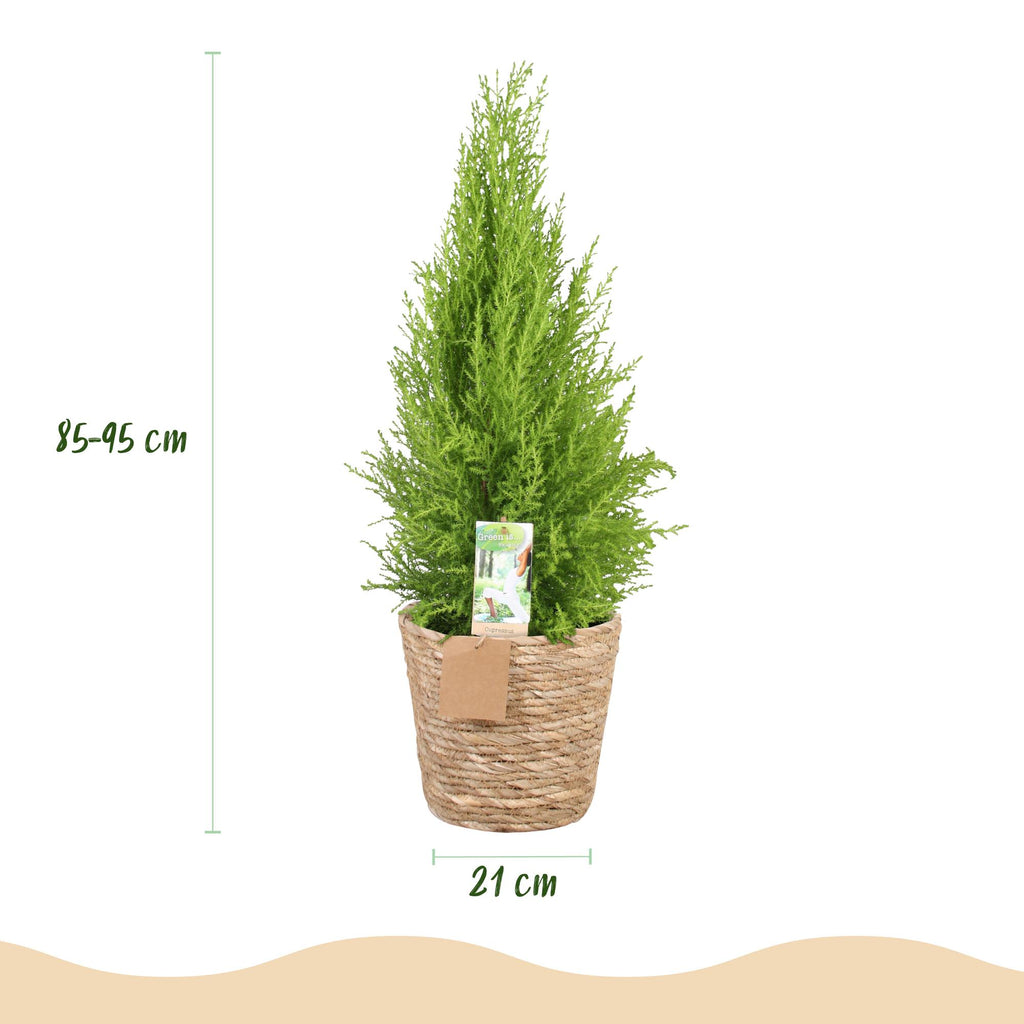 Green is... Kamerplanten - Cupressus Gold Crest Wilma - Kamer conifeer - Weinig onderhoud - met mand - Groen - 1 Plant - Pot 21cm - Hoogte 85-95cm