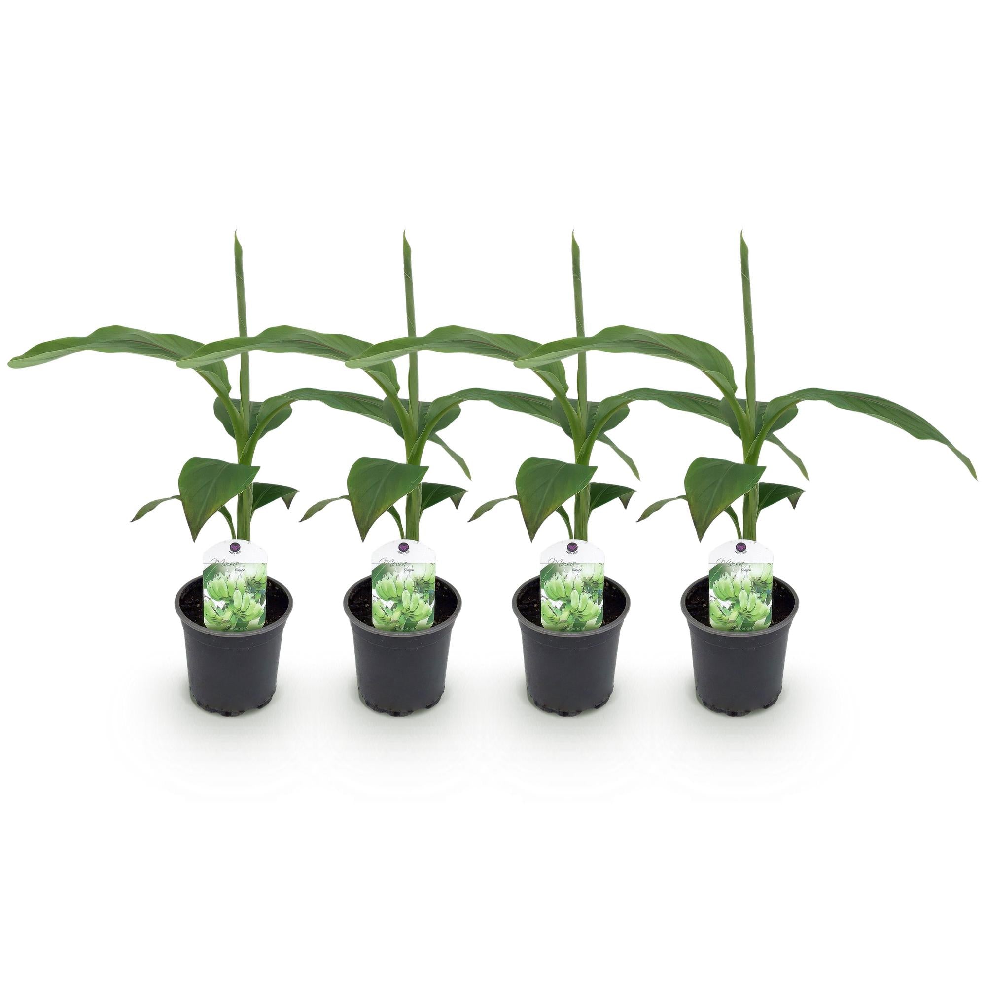 Fruitplant - Bananen plant - Musa Basjoo - Winterhard - 4 planten - Pot 12cm Hoogte 30cm