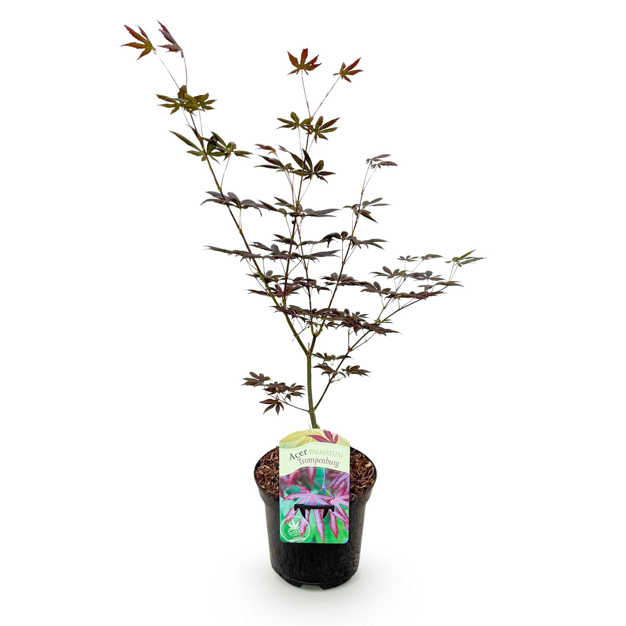 Terrasplant - Japanse Esdoorn - Acer palmatum Trompenburg -Donker Paars - 1 Plant - Bladverliezend - Pot 19cm Hoogte 70cm