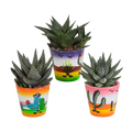 Gasteria/Haworthia mix 8,5cm - 3x - in Mexicaanse pot