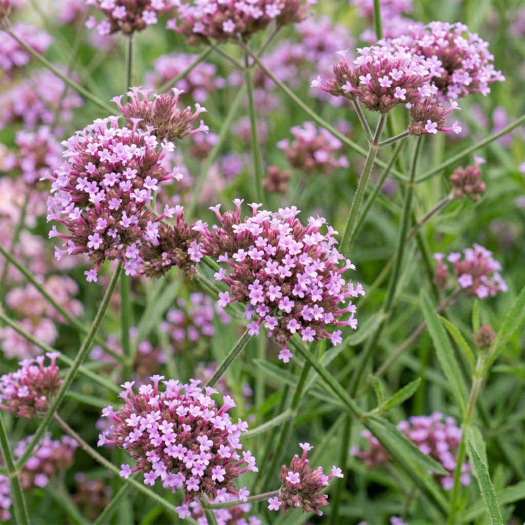 Vasteplant - Verbena bonariensis Lollipop - Ijzerhard - Bijen en Vlinderlokkers - Paars - 3 Planten - Pot 11cm - Hoogte 15-25cm
