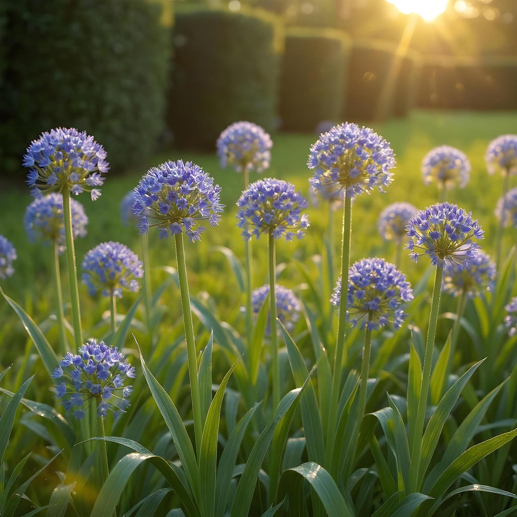 Bloembollen - Allium Caeruleum - Kleur Blauw - 40 stuks - Bolmaat 4/5 - XXL Pack