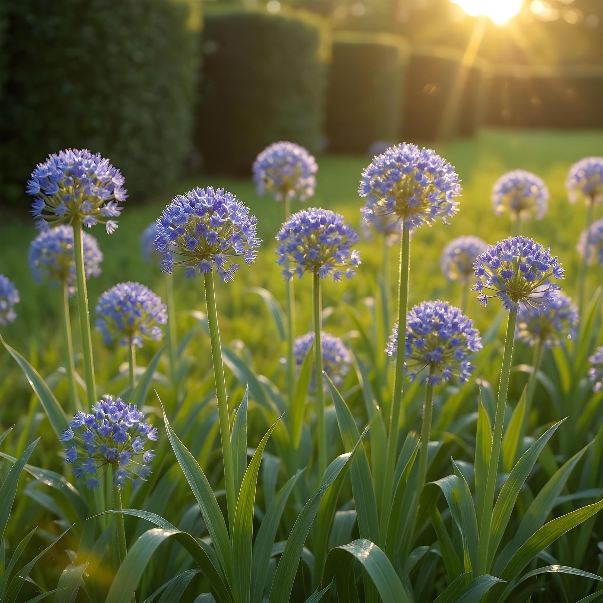 Bloembollen - Allium Caeruleum - Kleur Blauw - 40 stuks - Bolmaat 4/5 - XXL Pack