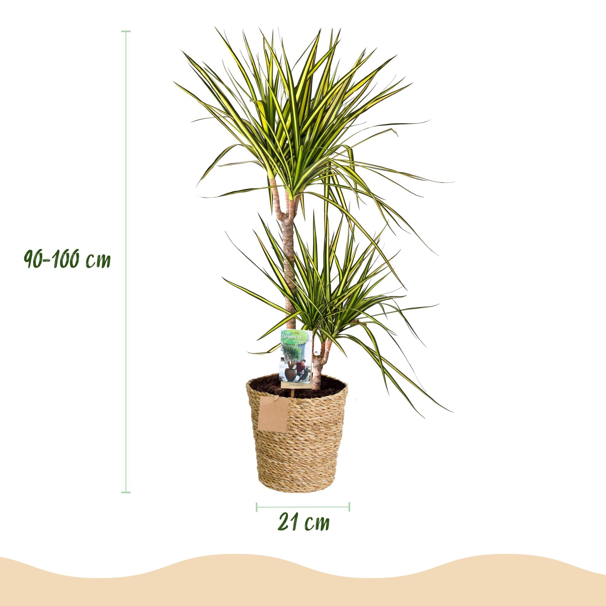 Green is... Kamerplanten - Dracaena Sunray - Drakenbloedboom - Weinig onderhoud - met mand - Groen - 1 Plant - Pot 21cm - Hoogte 90-100cm
