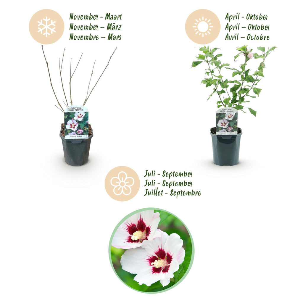 Tuinplant - Hibiscus syriacus Hamabo - Tuin Hibiscus - Winterhard - Wit - Roze - 3 Planten - Pot 17cm - Hoogte 45cm