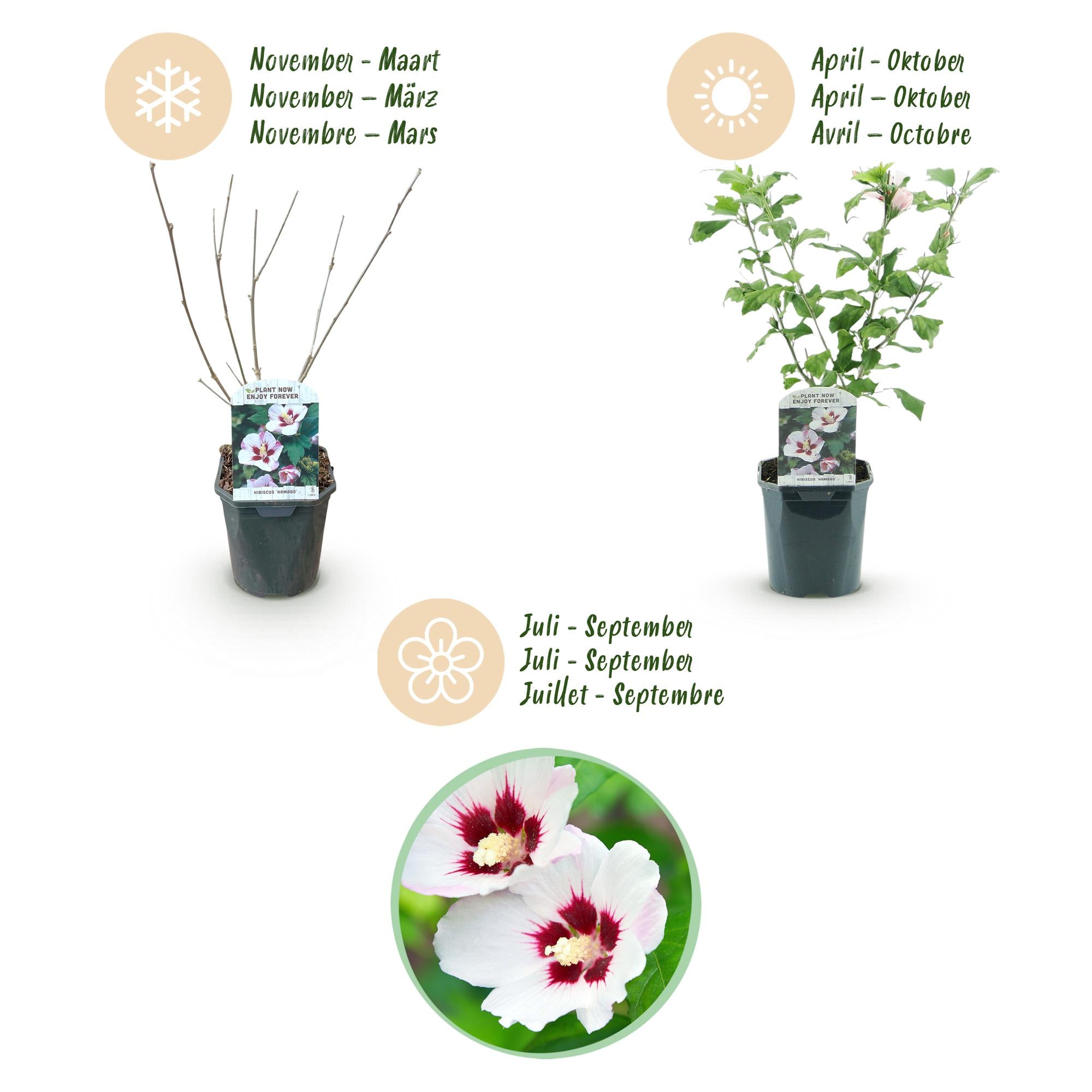 Tuinplant - Hibiscus syriacus Hamabo - Tuin Hibiscus - Winterhard - Wit - Roze - 3 Planten - Pot 17cm - Hoogte 45cm