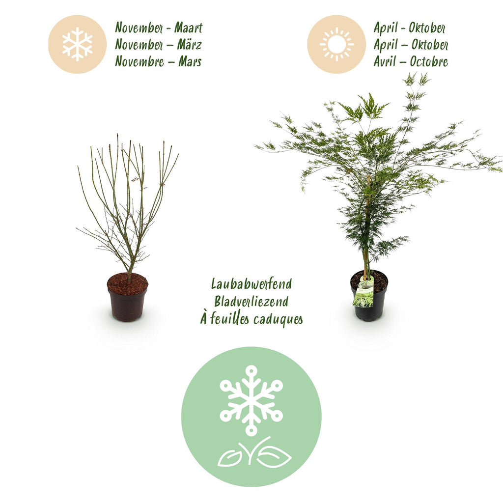 Tuinplant - Acer palmatum Emerald Lace - Japanse Esdoorn - Bladverliezend - Groen - 1 - Pot 26cm - Hoogte 90cm