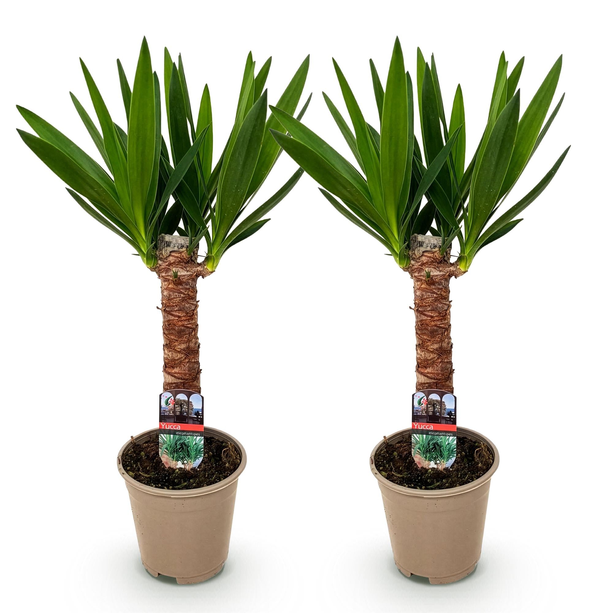 Kamerplant - Yucca elephantipes - Yucca - Weinig onderhoud - Groen - 2 - Pot 14cm - Hoogte 55cm