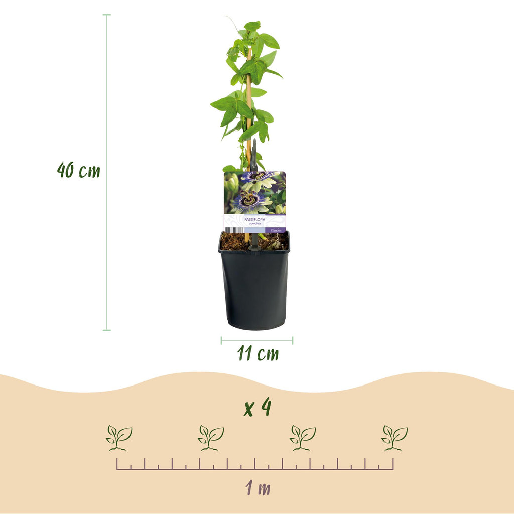 Passiebloem - Passiflora caerulea  - Bloem Blauw met Groen Wit - Weinig onderhoud - 2 planten - Pot 11cm Hoogte 40cm