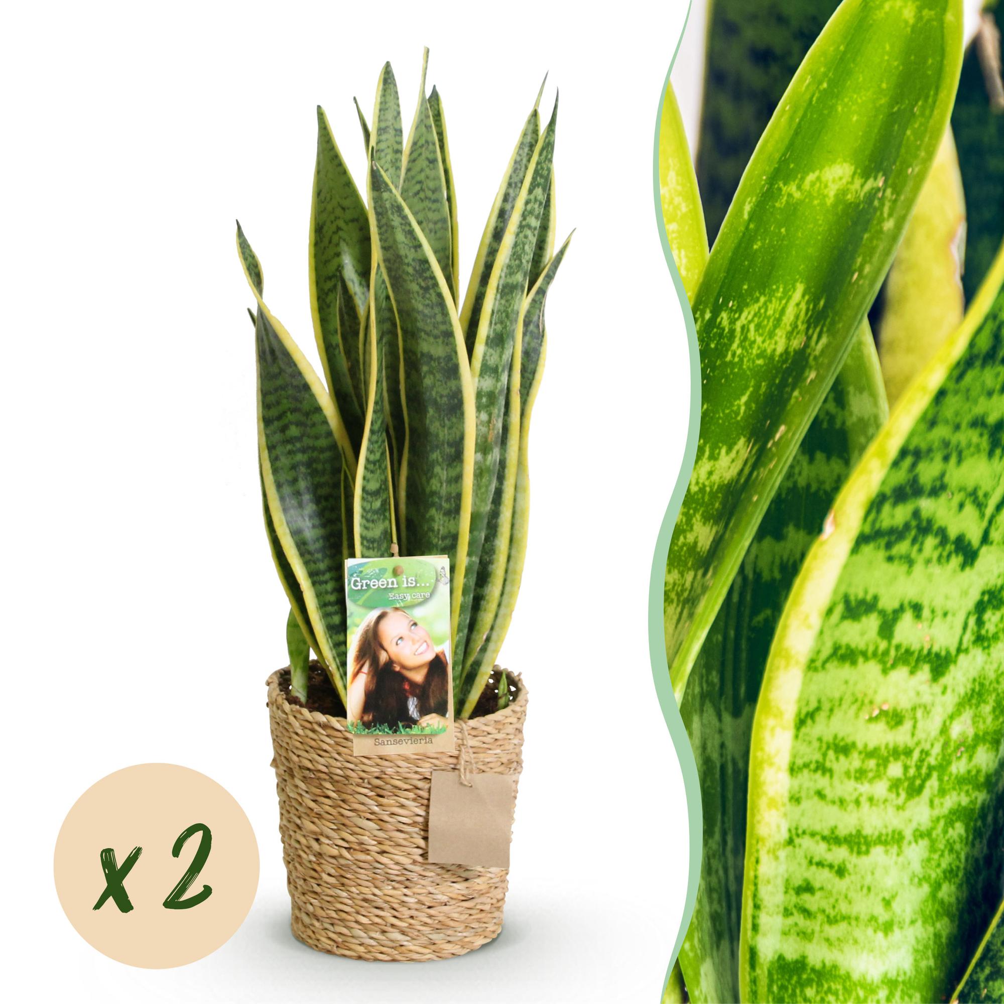 Green is... Kamerplanten - Sanseveria Laurentii - Vrouwentong - Weinig onderhoud - met mand - Groen - 2 Planten - Pot 17cm - Hoogte 60-70cm