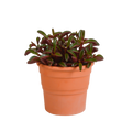 Peperomia graveolens - in terracotta pot