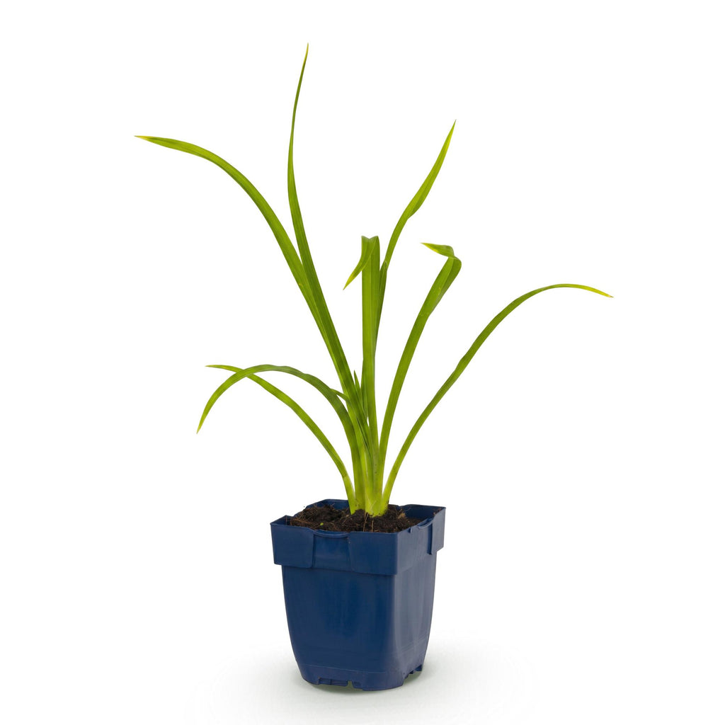 Vasteplant - Hemerocallis Summer Wine - Daglelie - Bijen en Vlinderlokkers - Paars - 1 Plant - Pot 11cm - Hoogte 15-25cm