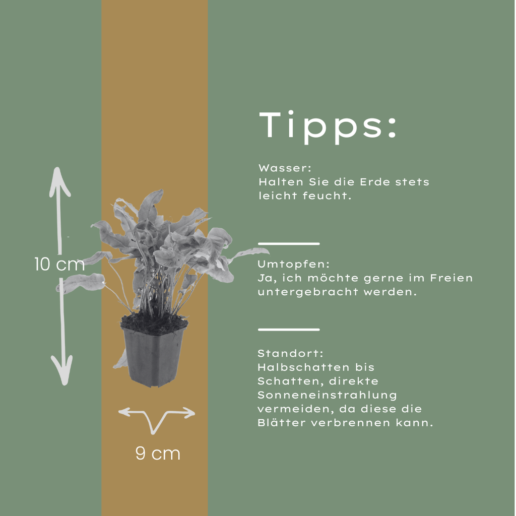 48x Asplenium scolopendrium - ↕10-25cm - Ø9cm