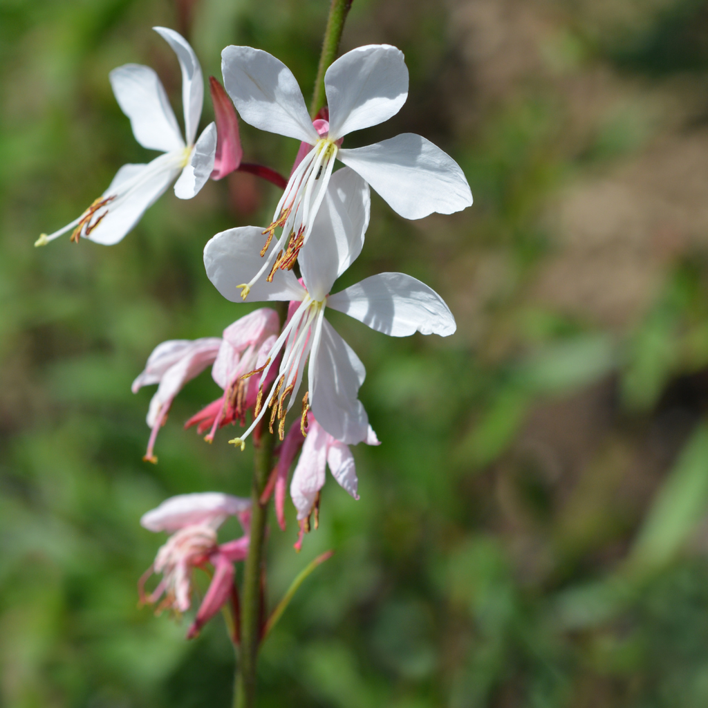 48x Gaura lindheimeri - ↕10-25cm - Ø9cm