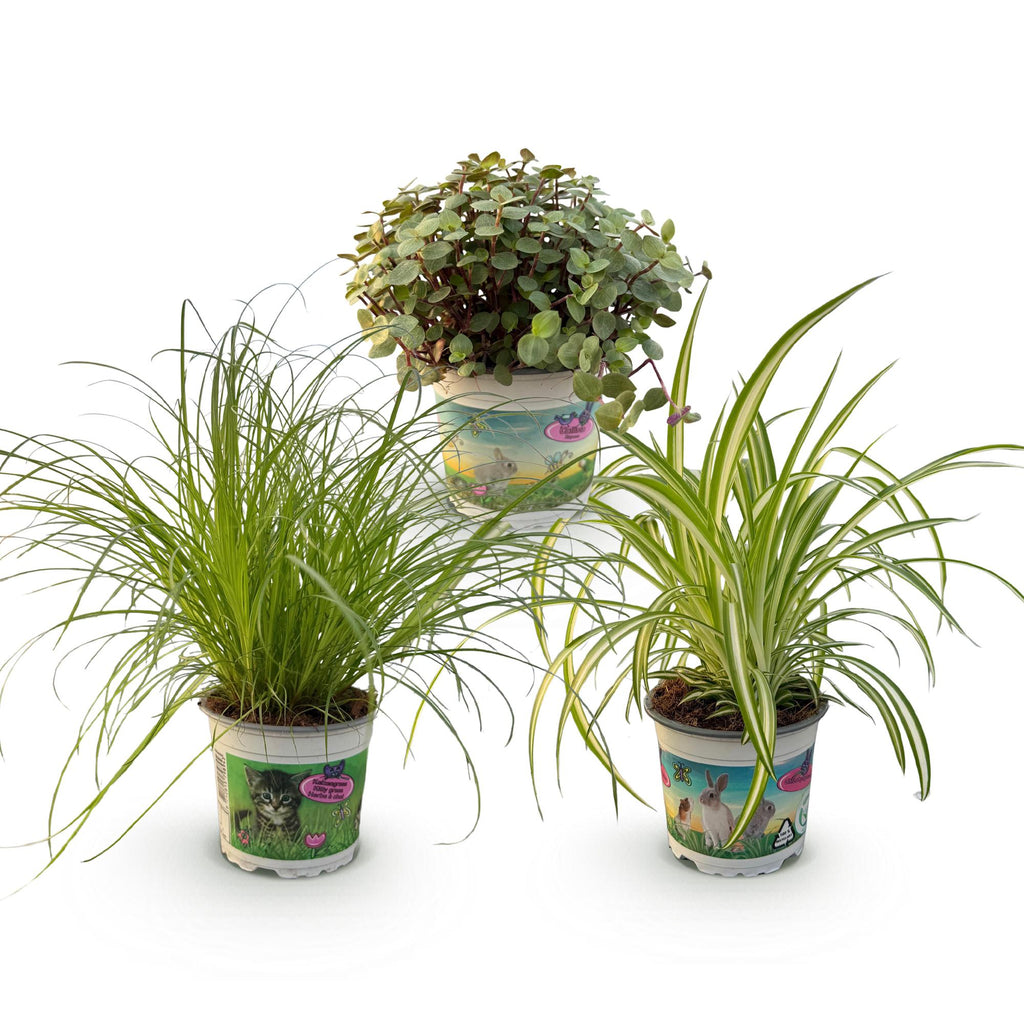 Kamerplant - Cyperus - Calissia - Chlorophytum - Mix van 3 - Huisdiervriendelijke Planten - Groen - 3 Planten - Pot 12cm - Hoogte 20cm