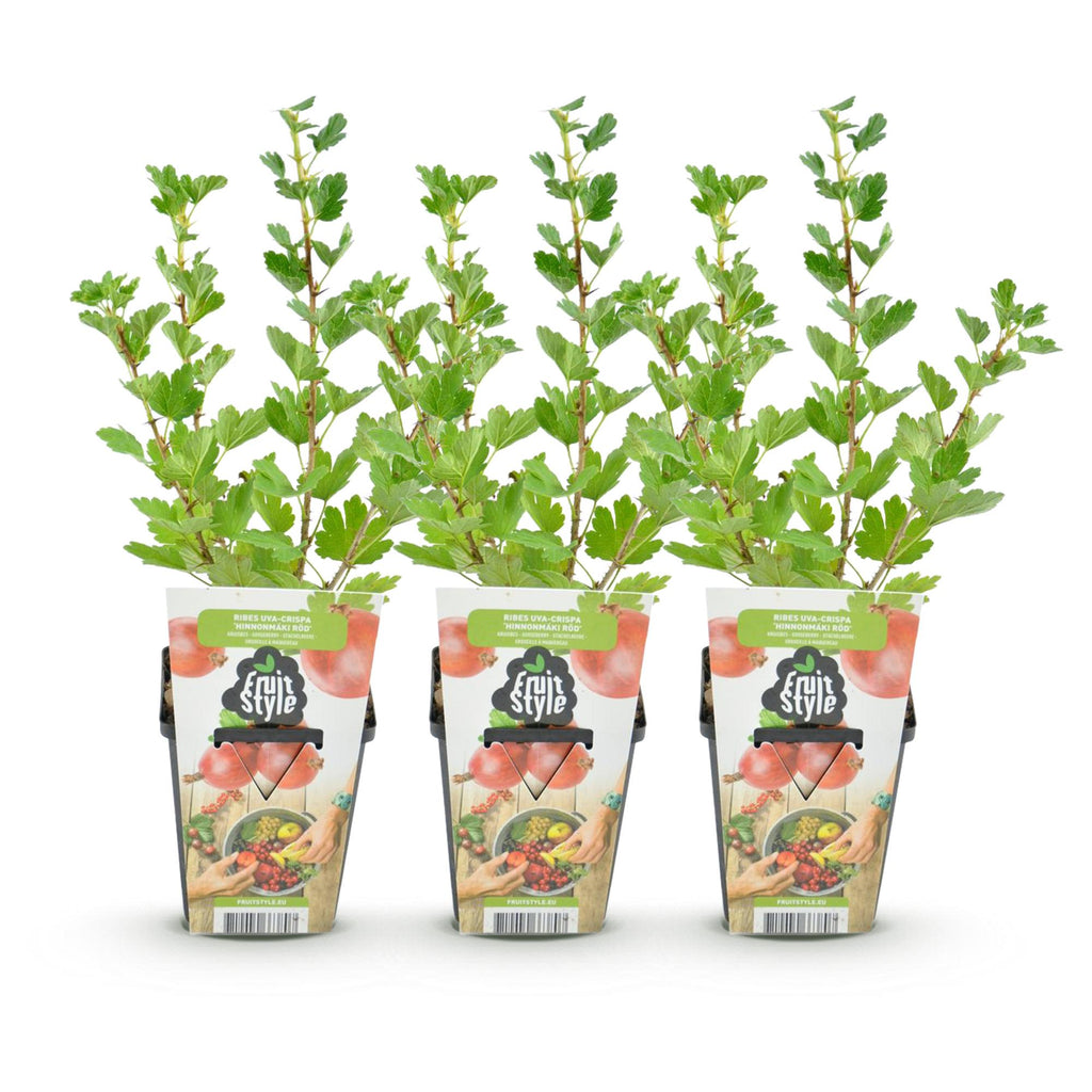 Fruitplanten - Kruisbes - Ribes uva-crispa Hinnonmaki Rod - Winterhard - 3 Planten - Pot 9 cm - Rode Bes