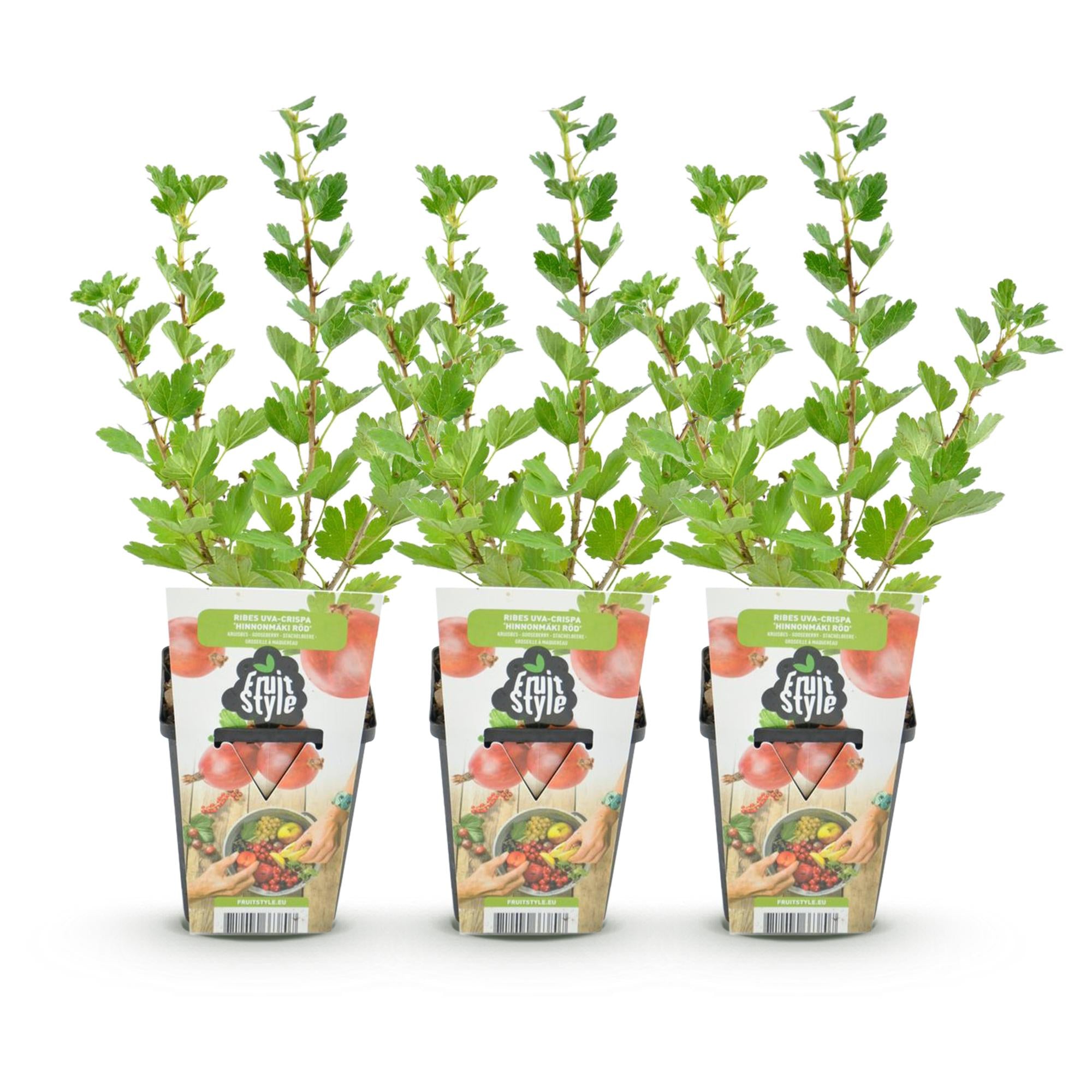 Fruitplanten - Kruisbes - Ribes uva-crispa Hinnonmaki Rod - Winterhard - 3 Planten - Pot 9 cm - Rode Bes