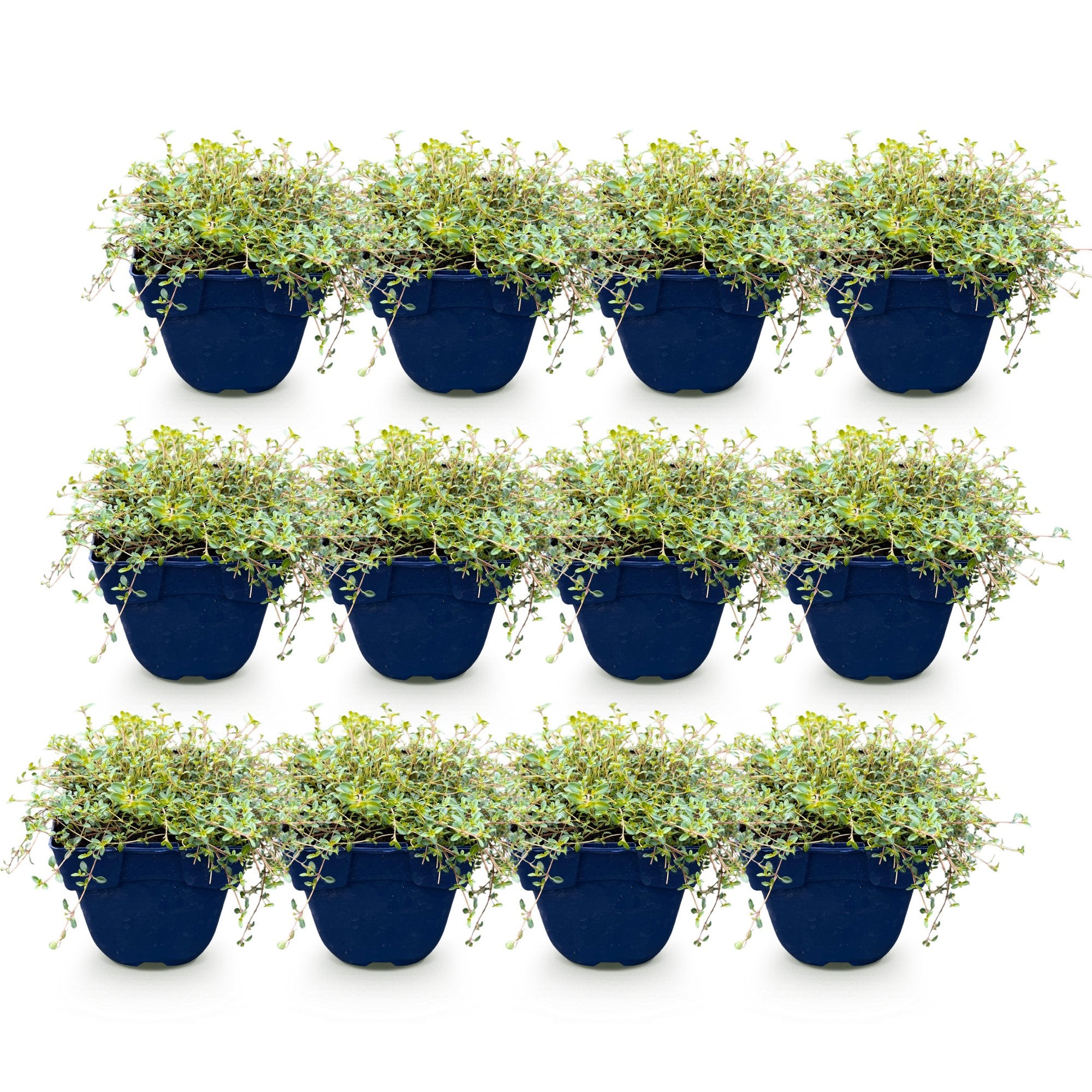 Vasteplant - Thymus praecox Red Carpet - KruipTijm - Geurend - Rood-Roze - 12 Planten - Pot 11cm - Hoogte 15-25cm